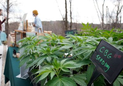 Cannabis light, ce n’è una che riduce l’ansia e migliora la memoria