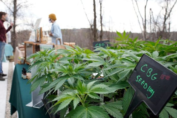 Cannabis light, ce n’è una che riduce l’ansia e migliora la memoria