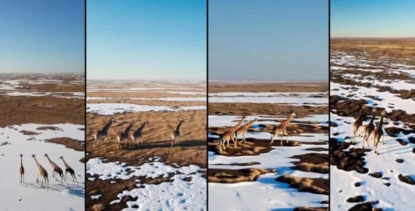 OpenAI introduce ufficialmente Sora, l’IA all’avanguardia per la creazione di video – Future Tech