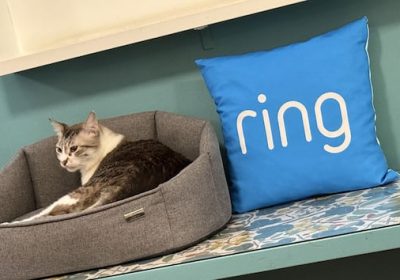 Le telecamere di sicurezza in casa? Non solo contro i ladri: controllano cani e gatti