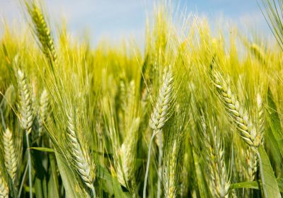 Crea-Microsoft presenta Future Tech: l’IA per decodificare il Dna del grano nel mondo