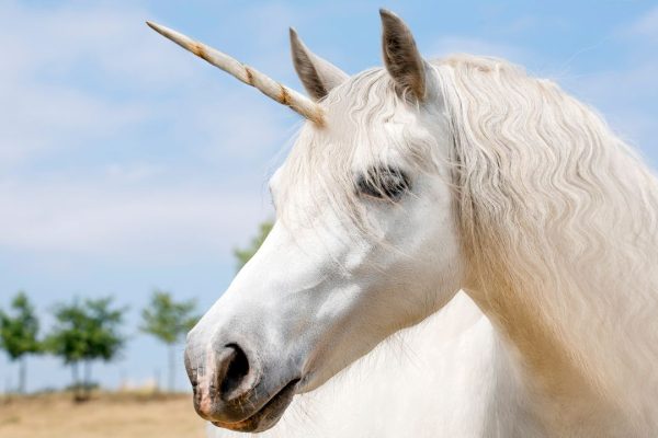Unicorno, la startup che vuole crearlo con l’ingegneria genetica