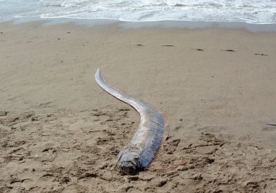 Pesce remo avvistato in Messico, cos’è e perché è chiamato pesce dell’Apocalisse