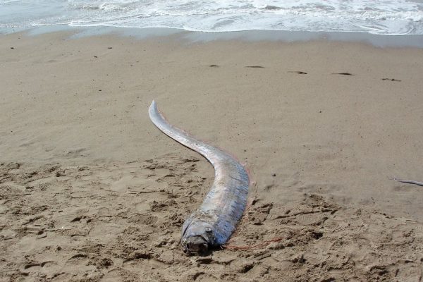 Pesce remo avvistato in Messico, cos’è e perché è chiamato pesce dell’Apocalisse