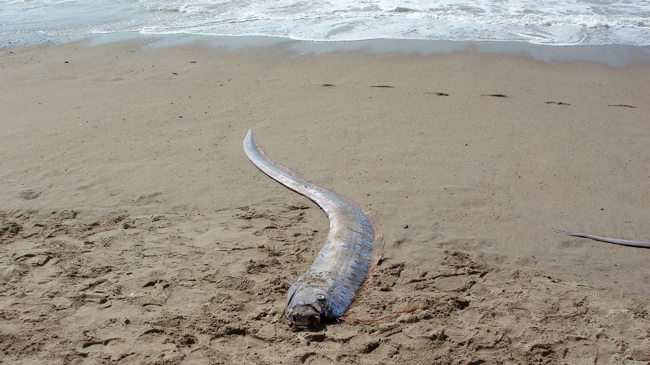 Pesce remo avvistato in Messico, cos’è e perché è chiamato pesce dell’Apocalisse