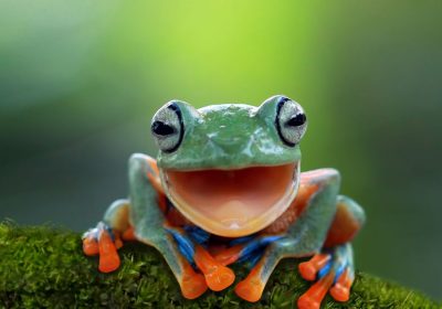 Gli animali hanno una coscienza? Ecco come la prospettiva sta cambiando