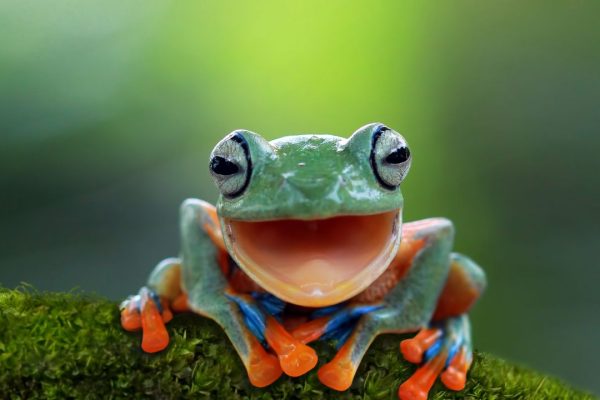 Gli animali hanno una coscienza? Ecco come la prospettiva sta cambiando