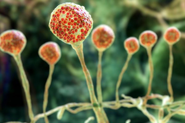 Malattia del fungo nero, cos’è l’infezione rara ma molto pericolosa