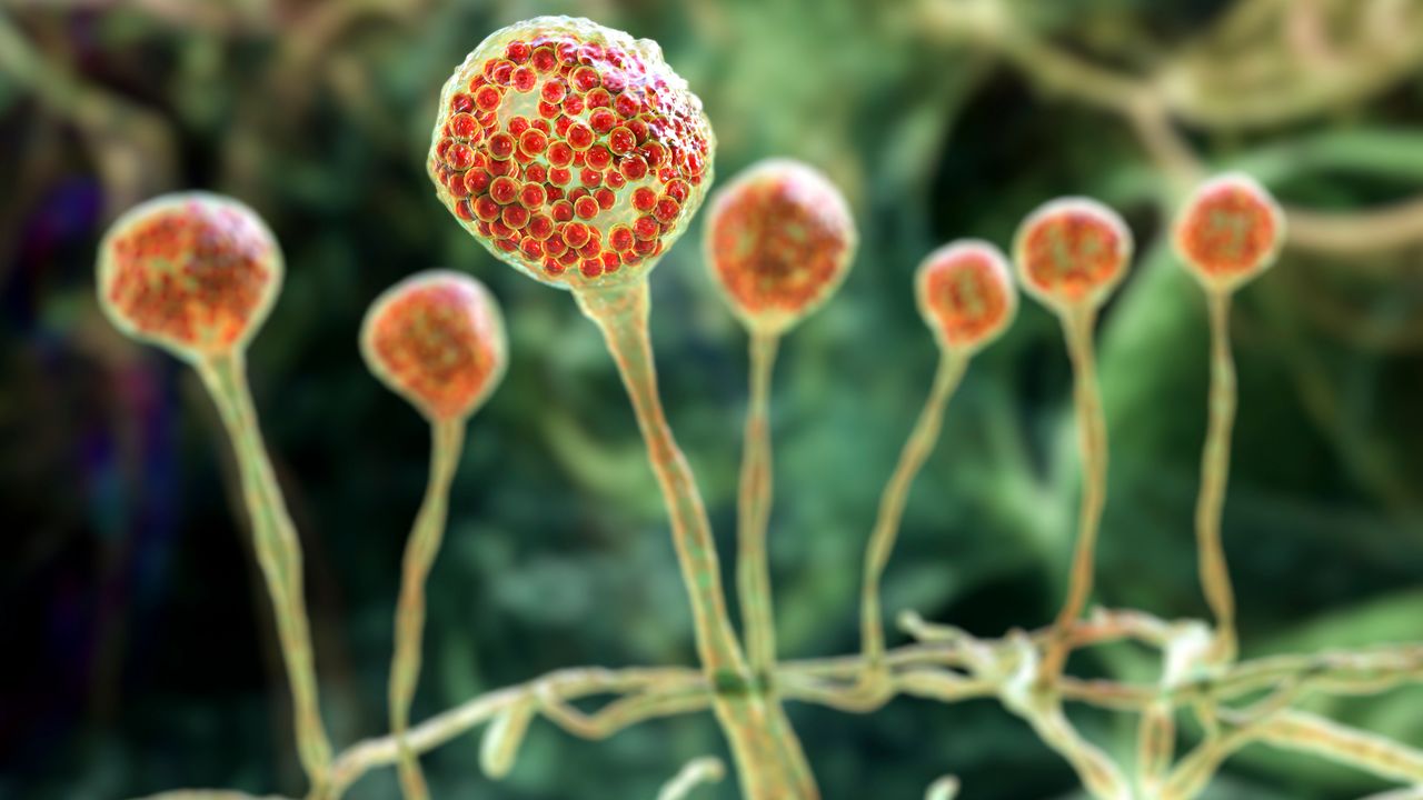 Malattia del fungo nero, cos’è l’infezione rara ma molto pericolosa