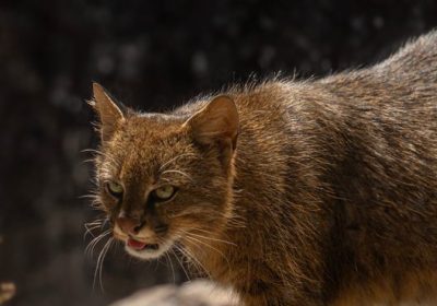 Gatto colocolo, identikit del felino sfuggente fotografato in Cile