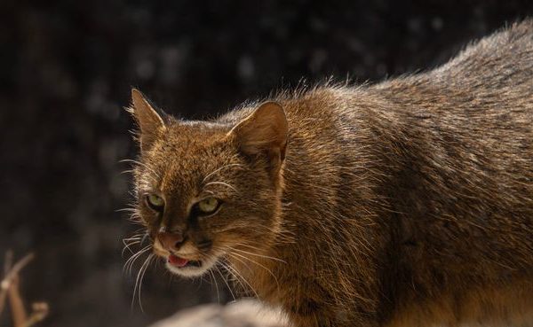 Gatto colocolo, identikit del felino sfuggente fotografato in Cile