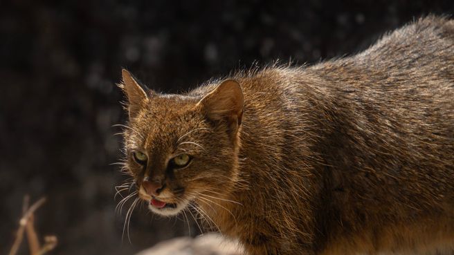 Gatto colocolo, identikit del felino sfuggente fotografato in Cile