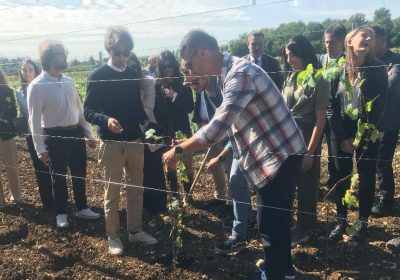 Le tecniche Tea per l’editing genetico sono sotto attacco in Italia