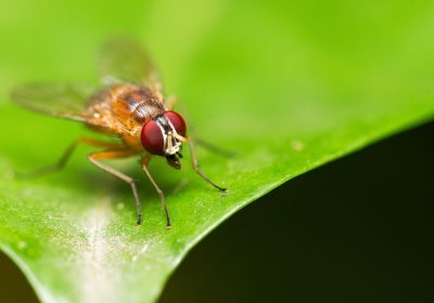 Malattie neurodegenerative, la ricerca passa dai moscerini della frutta