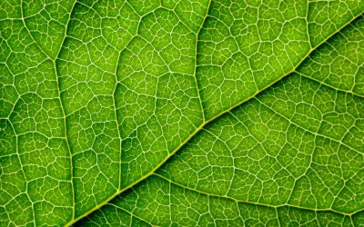 I pannelli solari di questa startup possono produrre anche acqua pulita, imitando le foglie