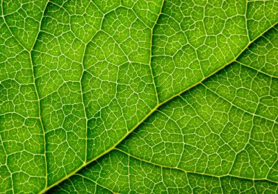 I pannelli solari di questa startup possono produrre anche acqua pulita, imitando le foglie