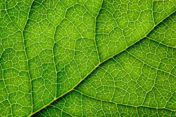 I pannelli solari di questa startup possono produrre anche acqua pulita, imitando le foglie