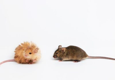 Topo lanoso, il nuovo animale che ci avvicina al ritorno dei mammut