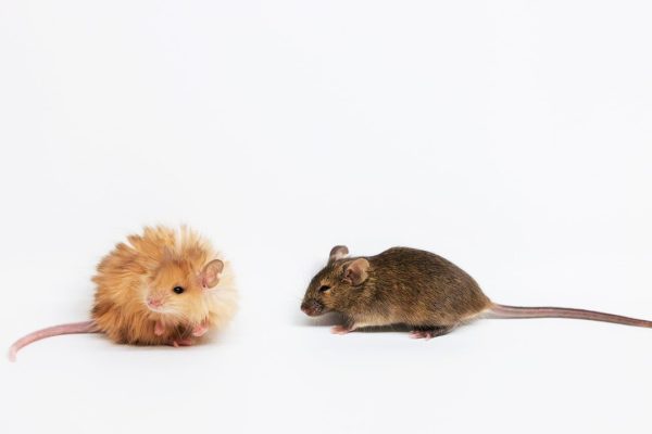 Topo lanoso, il nuovo animale che ci avvicina al ritorno dei mammut