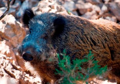 Maiale sardo, lo studio sul suo affascinante percorso evolutivo