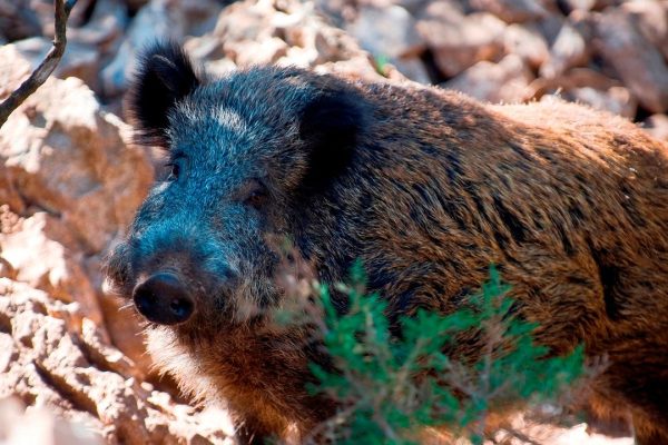 Maiale sardo, lo studio sul suo affascinante percorso evolutivo