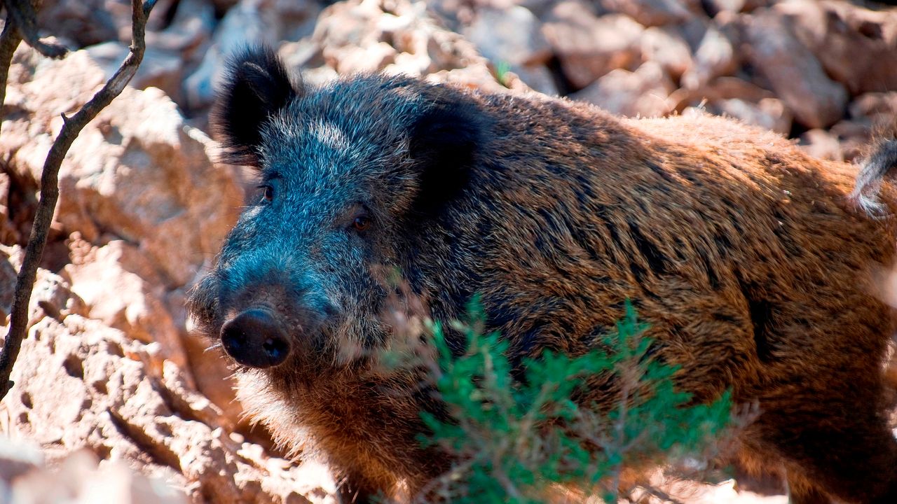Maiale sardo, lo studio sul suo affascinante percorso evolutivo