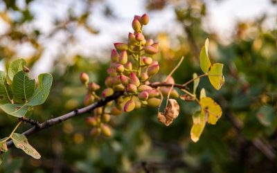Pistacchio, un team di ricerca internazionale ha decifrato il suo genoma