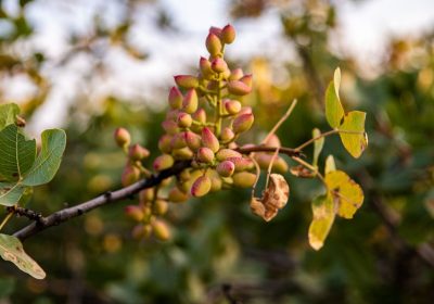 Pistacchio, un team di ricerca internazionale ha decifrato il suo genoma