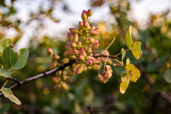 Pistacchio, un team di ricerca internazionale ha decifrato il suo genoma