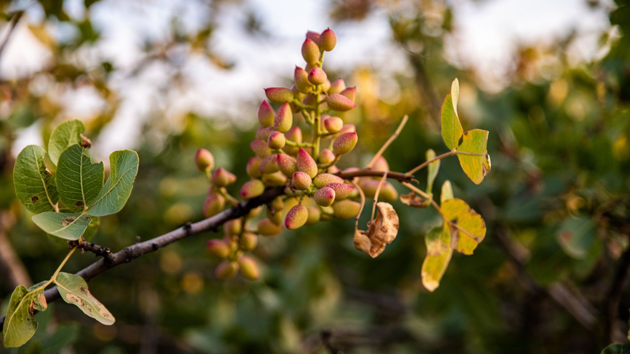 Pistacchio, un team di ricerca internazionale ha decifrato il suo genoma