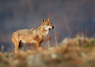 I lupi in Europa stanno finalmente aumentando
