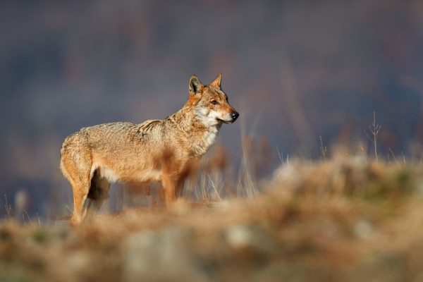 I lupi in Europa stanno finalmente aumentando