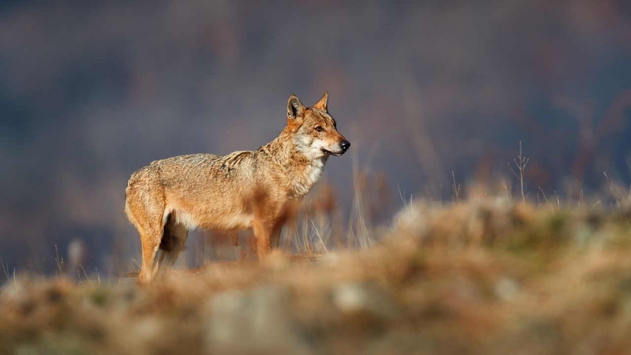 I lupi in Europa stanno finalmente aumentando