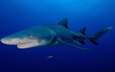 Megalodonte, nuove analisi ci svelano il vero aspetto dello squalo preistorico