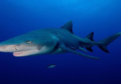 Megalodonte, nuove analisi ci svelano il vero aspetto dello squalo preistorico