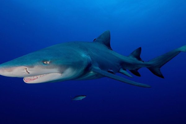 Megalodonte, nuove analisi ci svelano il vero aspetto dello squalo preistorico