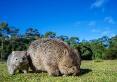 Vombato, che animale è? Ecco caratteristiche e abitudini
