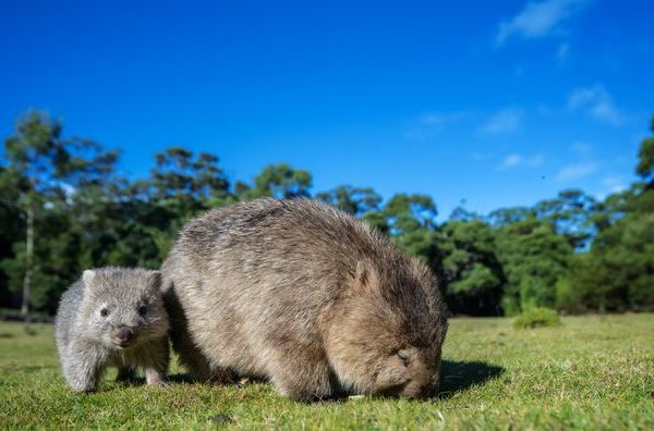 Vombato, che animale è? Ecco caratteristiche e abitudini