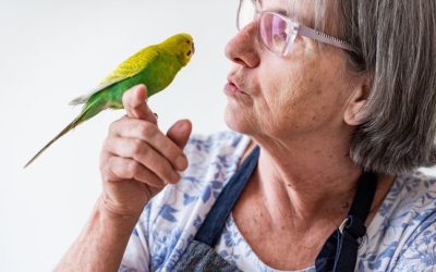 Perché i pappagalli parlano e altri uccelli no, finalmente lo sappiamo