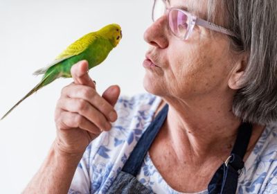 Perché i pappagalli parlano e altri uccelli no, finalmente lo sappiamo