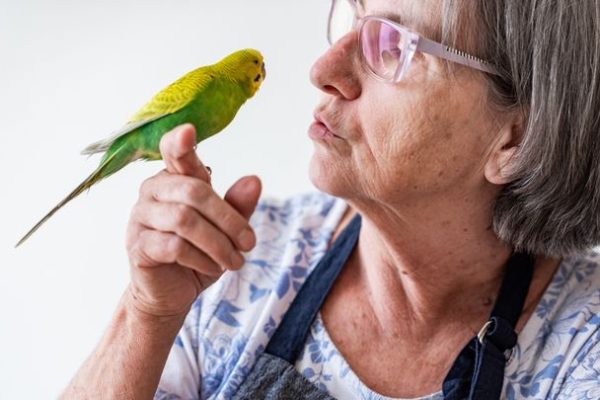 Perché i pappagalli parlano e altri uccelli no, finalmente lo sappiamo