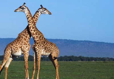 Perché le giraffe hanno le macchie? Oltre al mimetismo c’è un altro motivo