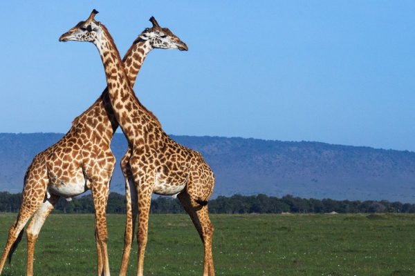 Perché le giraffe hanno le macchie? Oltre al mimetismo c’è un altro motivo