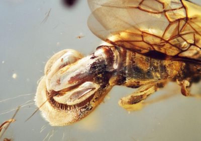 Specie di vespa scoperta nell’ambra di 99 milioni di anni fa, aveva l’addome come una pianta carnivora