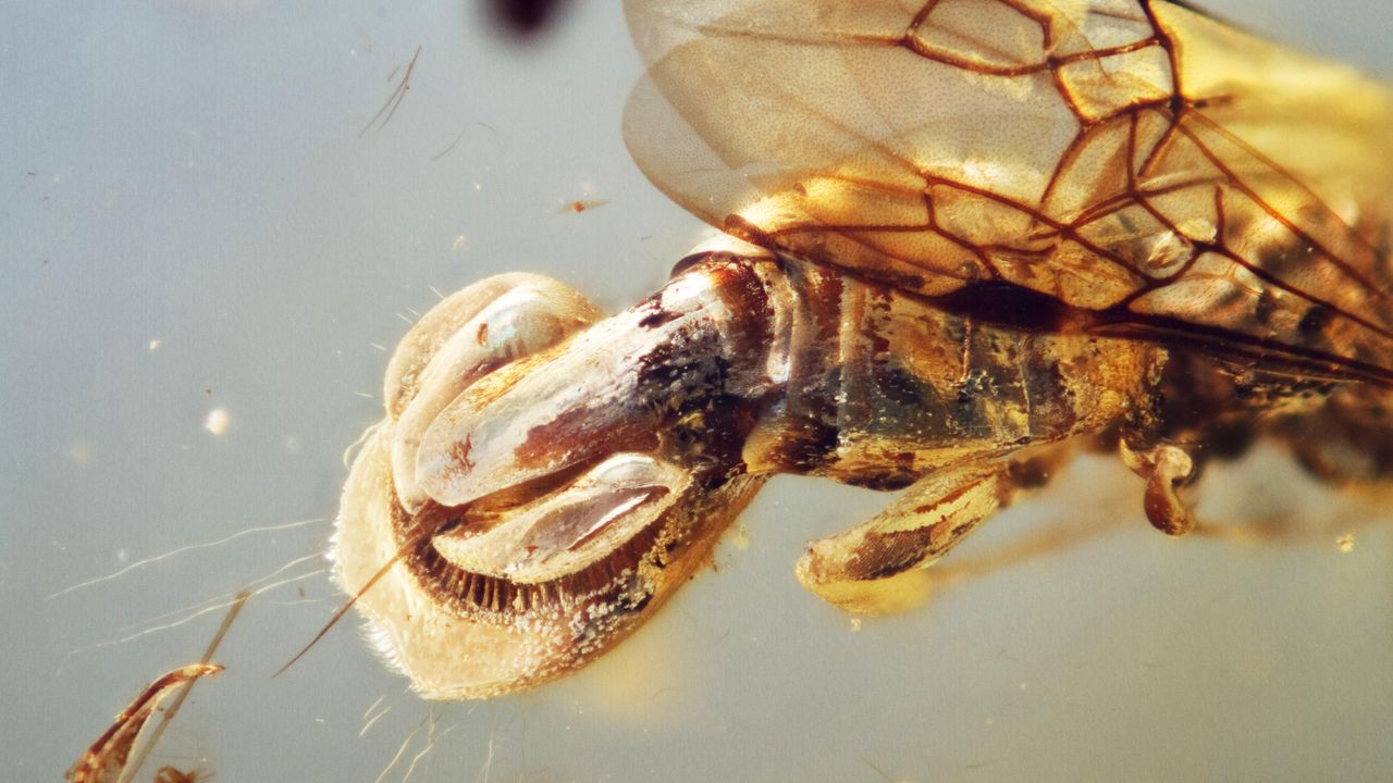 Specie di vespa scoperta nell’ambra di 99 milioni di anni fa, aveva l’addome come una pianta carnivora