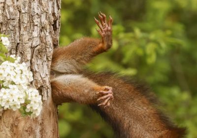 Nikon Comedy Wildlife Awards 2025: al via le iscrizioni per il concorso fotografico più divertente al Mondo