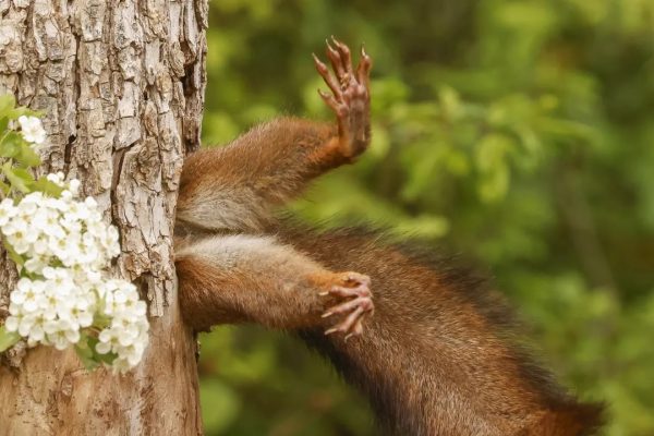 Nikon Comedy Wildlife Awards 2025: al via le iscrizioni per il concorso fotografico più divertente al Mondo