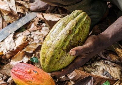 Perché il prezzo del cacao è fuori controllo