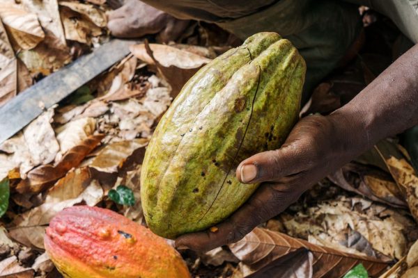 Perché il prezzo del cacao è fuori controllo