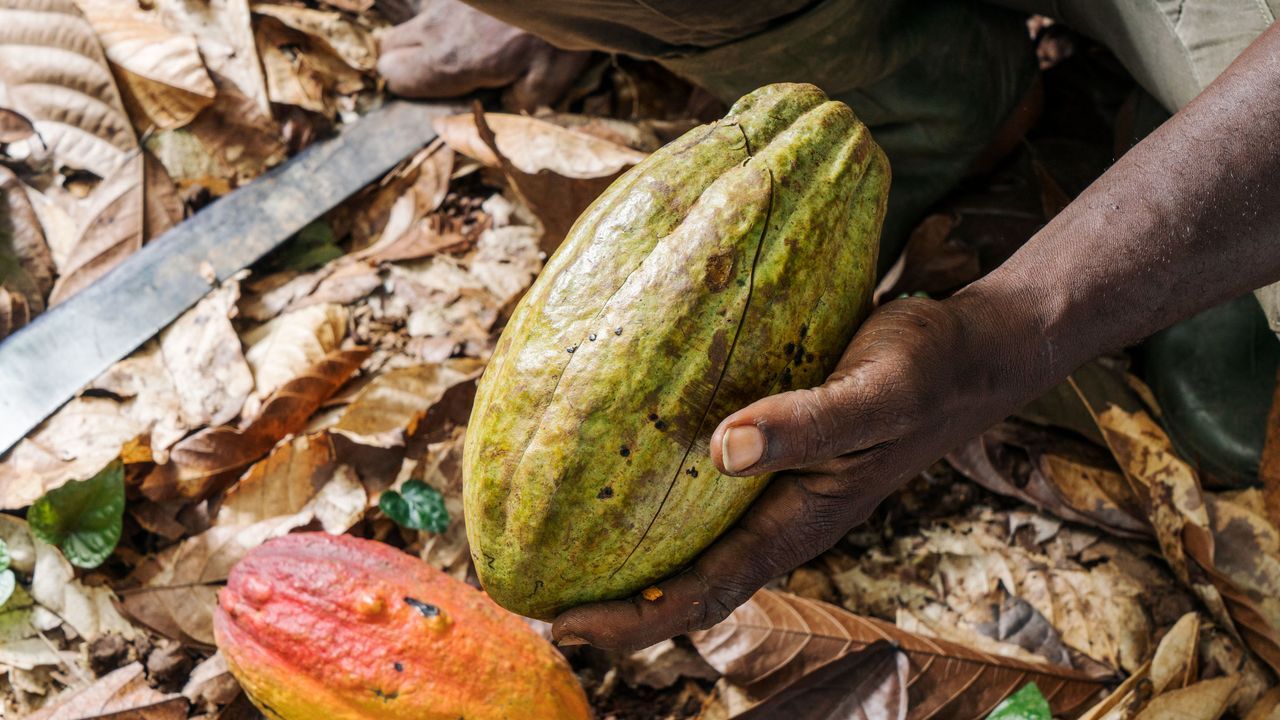Perché il prezzo del cacao è fuori controllo